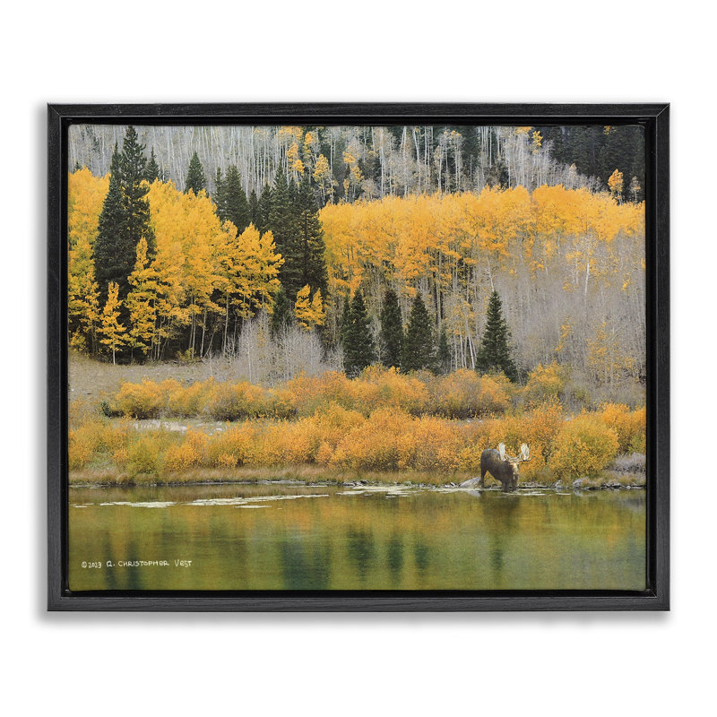 "Moose at Priest Lake", art mural sur toile flottante par Chris Vest, H 25 po x l 31 po, Cadre flottant noir de jais