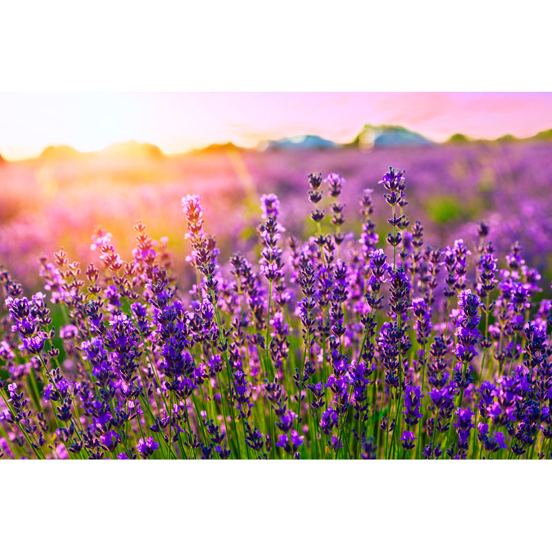 Sunset Over A Violet Lavender Field by Remedios - Wrapped Canvas Print, 24"H x 36"W