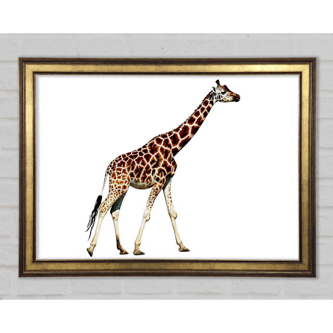 Giraffe Walk - Einzelner Bilderrahmen Kunstdrucke