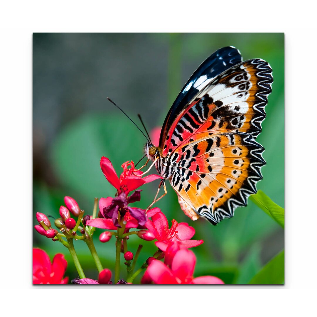 Leinwandbild Bunter Schmetterling auf Blüte