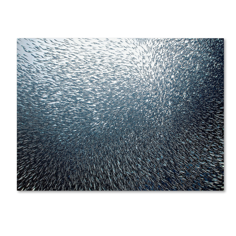 « sardines fireworks », reproduction de photo sur toile tendue, H 14 po x l 19 po