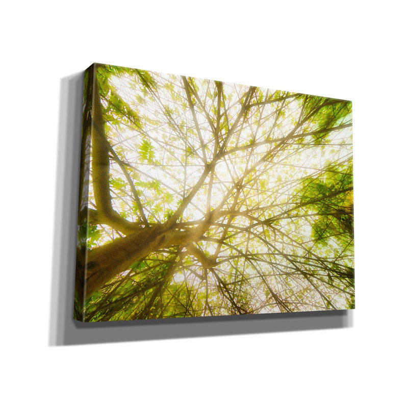 «Tropical Dream on Canvas» par Mark A Paulda, reproduction, H 26 po x l 34 po x P 1,5 po