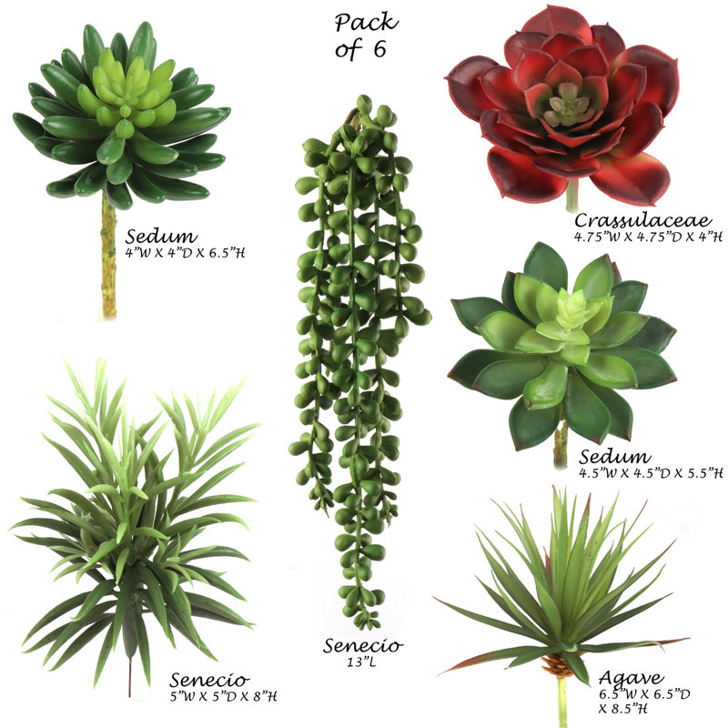 Plante grasse artificielle