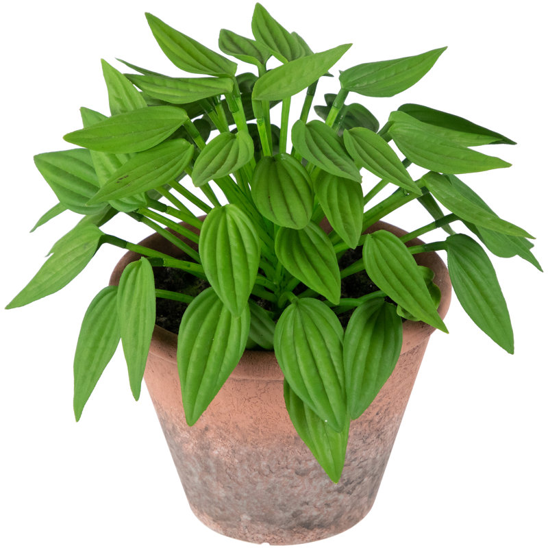8 plantes