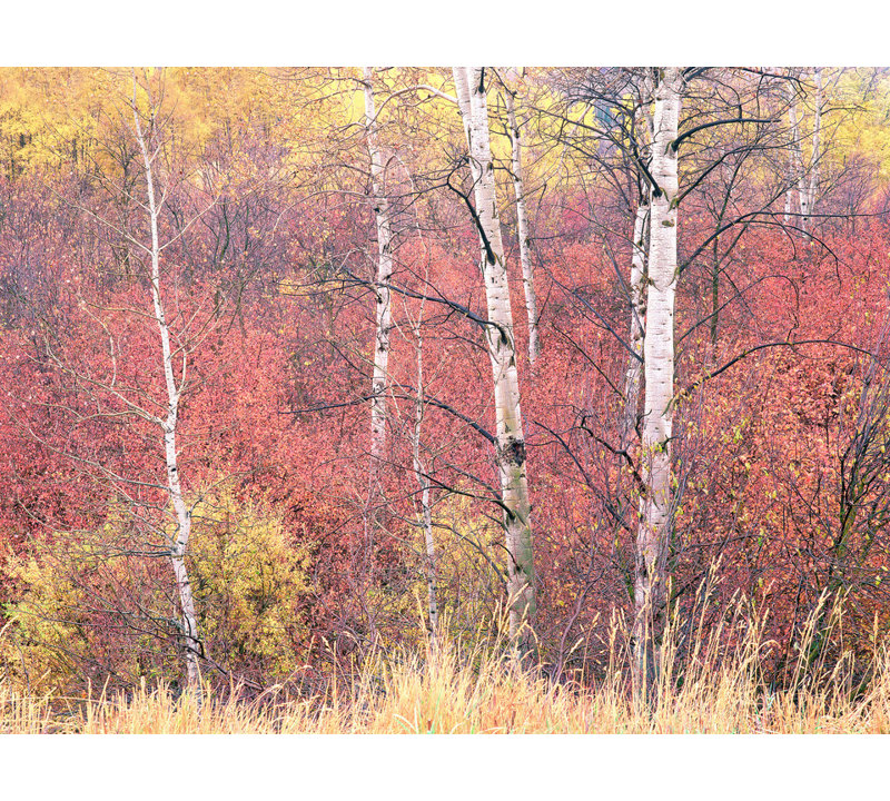 Swan Valley Autumn Portrait #3 Print by Bruce Heinemann, Wrapped Canvas, No Mat, 24" H x 32" W