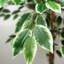 150cm Faux Tree in Pot Liner