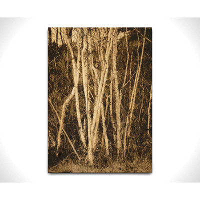 Autumn Birch by Hal Halli