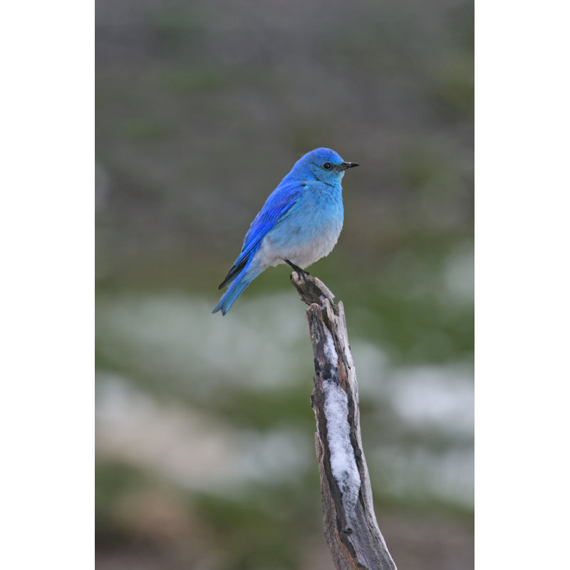 Bluebird Hope by Silfox - Wrapped Canvas Print, 91cm H x 61cm W