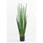 Kentia Palm Tree with Pot-2144567597