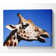 Giraffe Head - Wrapped Canvas Print