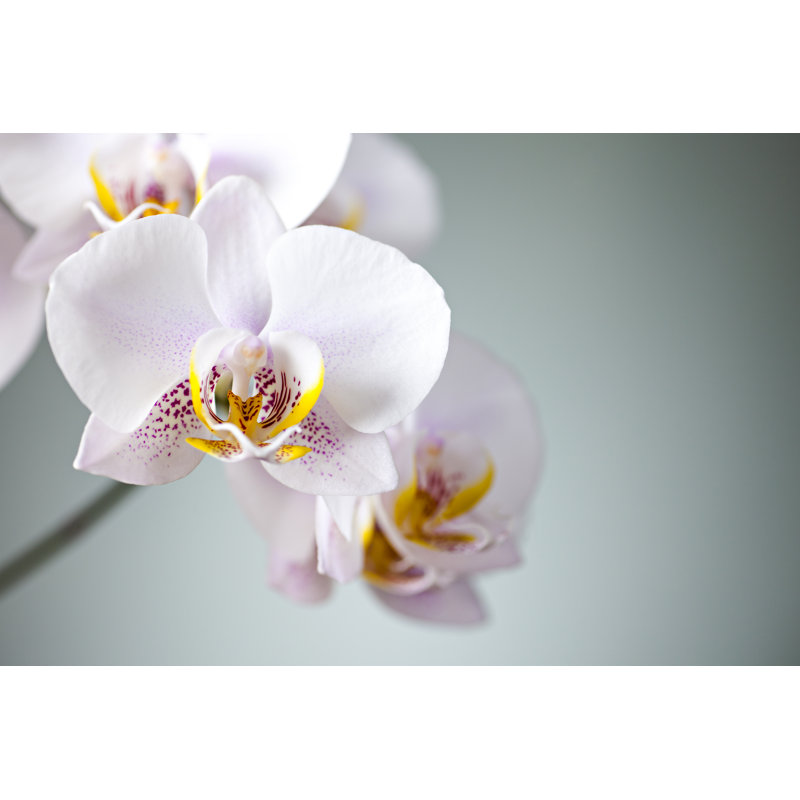 Orchidée par Mariusfm77, H 20 po x l 30 po