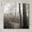«Woodland Path» par Nicholas Bell, photographie-1505727756