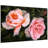 " Ethereal Roses II "