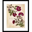 Knock Out Rose Painting
