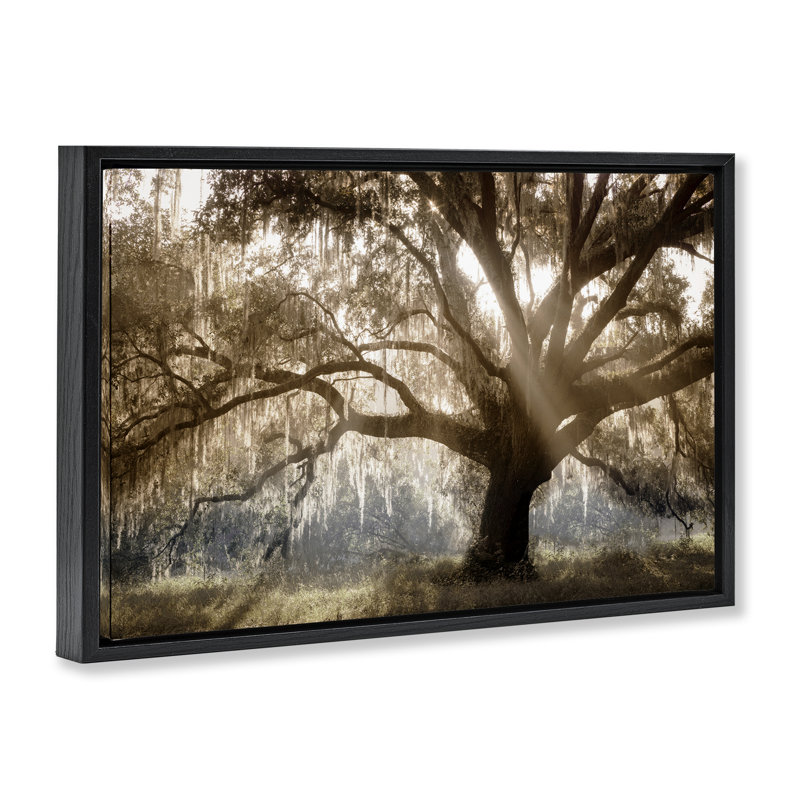  Sun Streak Through Tree Framed Floater Canvas by Danita Delimont, Cadre flottant noir de jais, H 17 po x l 25 po