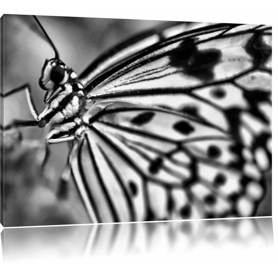 Leinwandbild Wunderschöner Schmetterling in Monochrom