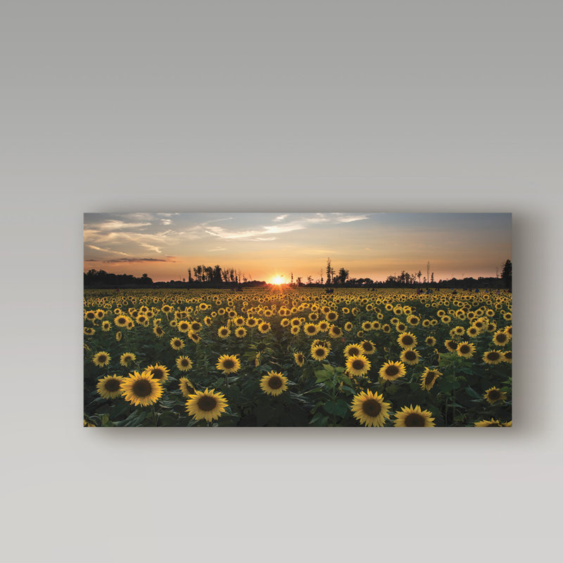 Cattima «Sunset on a Sunflower Field», reproduction de photo sur toile tendue, H 10 po x l 19 po x P 2 po
