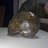 Aloisa Landscape & Nature Crystal