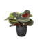 Live Red Prayer Plant in Classic Pot-72624925