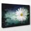 Flower Beautiful White Daisy - Wrapped Canvas-35549024