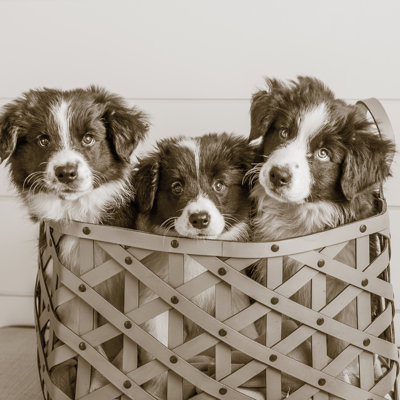 What A Cute Bundle Crop by Jim Dratfield - Wrapped Canvas Print