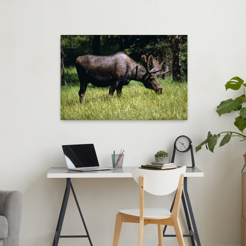 Moose Grazing In Meadow Yellowstone National Park Wyoming USA by Green Earth Collection - Wrapped Canvas Print