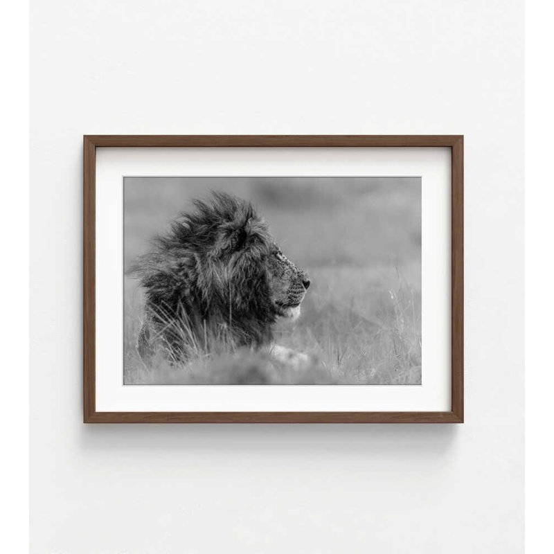 Majestic Calm - Photographie de lion, Impression encadrée avec passe-partout, Brun, H 42 po x l 56 po