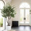 7.5FT OLIVE TREE, POTTED