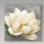 « magnolia fleur on gray », reproduction de peinture à l’acrylique sur toile tendue-25680362