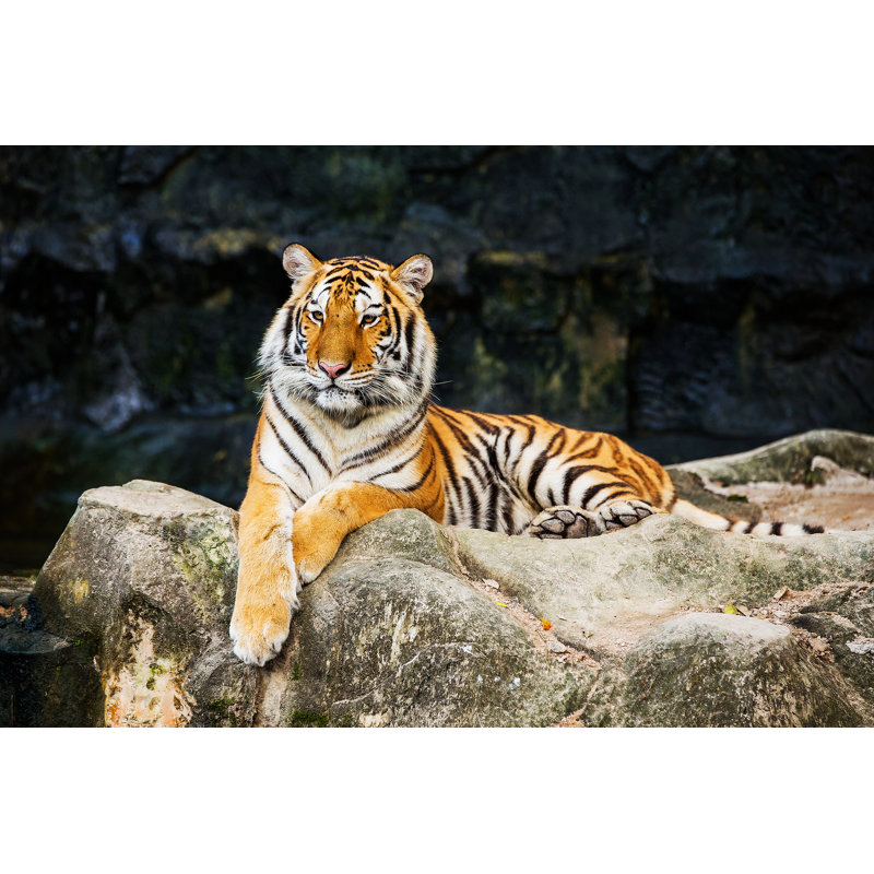 Tigre - Photographie sur toile tendue, H 8 po x l 12 po