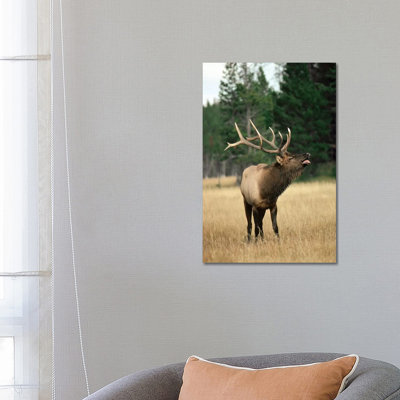 Elk Male Bugling During Rut In The Fall, Yellowstone National Park, Wyoming by Michael Quinton - Wrapped Canvas Print