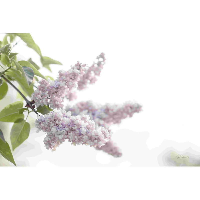 «Pale Lilacs I» par Sue Schlabach - reproduction d'art sur toile tendue, H 8 po x l 12 po, Non, Toile tendue