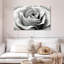 Rose Harnek-111959972