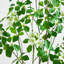 4 pi. Cornouiller artificiel