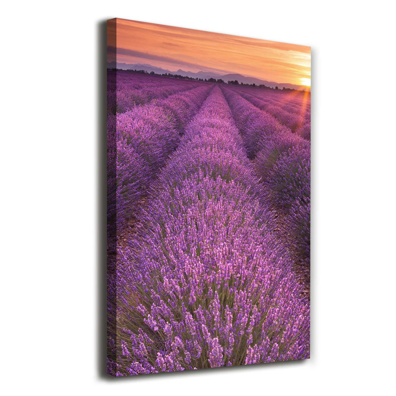 Lavender Field - Wrapped Canvas Print