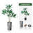 66 " H Faux Dracaena Tree in Plastic Planter-97700194