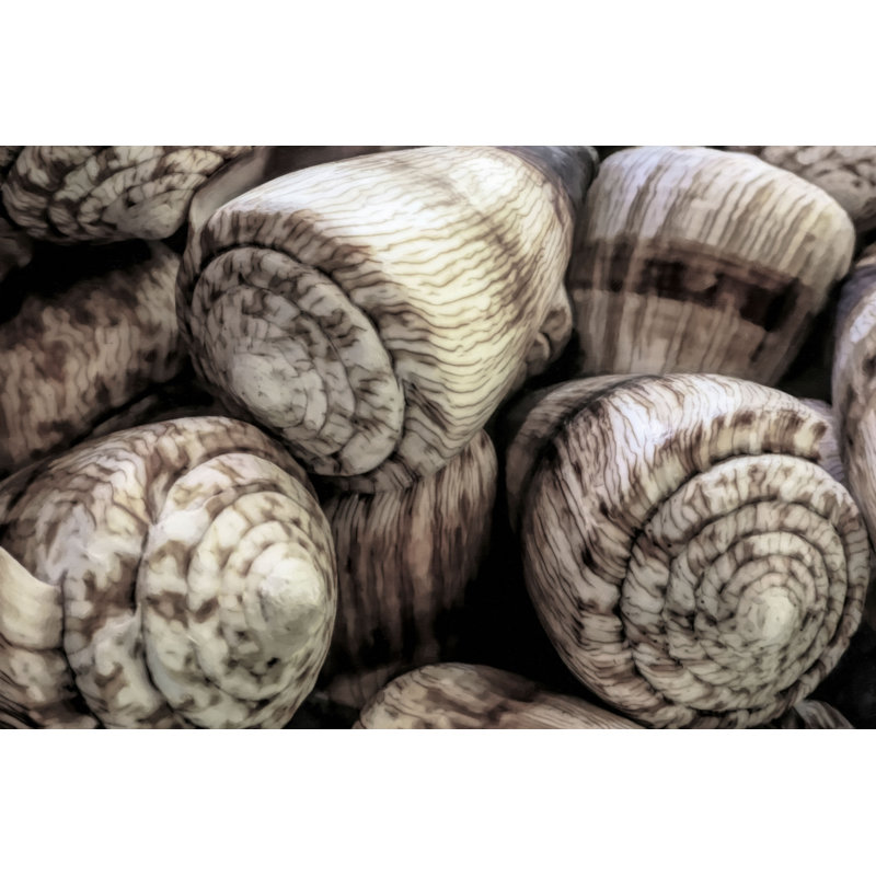 " Cone Shell Still Life " by Graffitee Studios