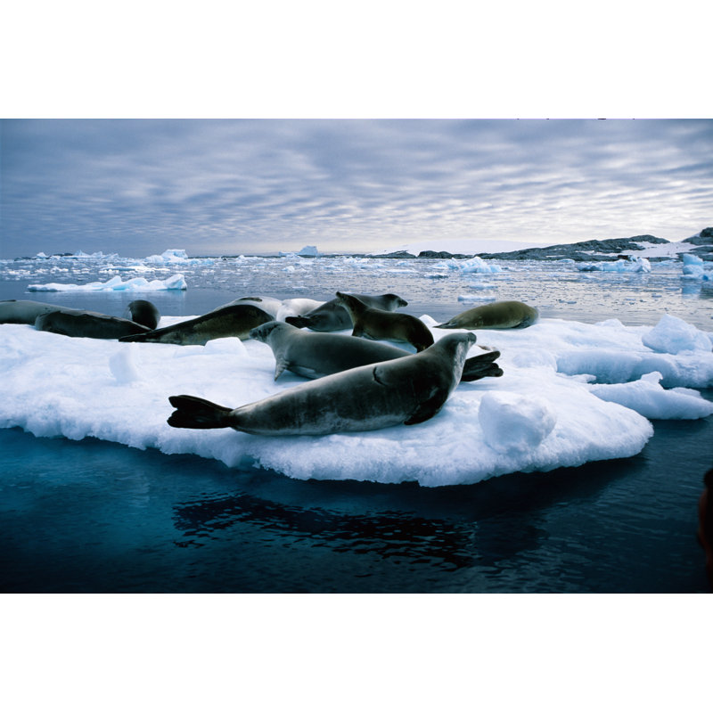 Leopard Seals by Wdj - Wrapped Canvas Print, 81cm H x 122cm W x 3.8cm D