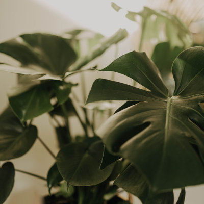 Flora No 1 - impression