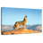 Brampt Howling Coyote-108907083