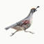 Running Quails I Painting by Fern Cassidy-807746075-819082919