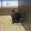 Cochon en fonte Bordovice-554137532-554137533