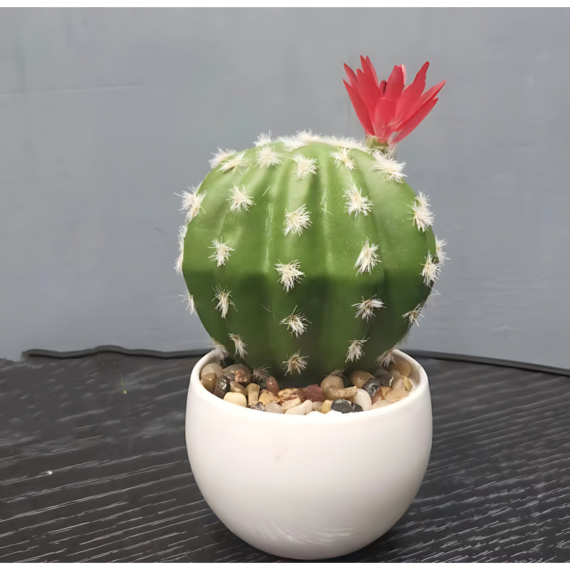 Cactus 6,69 po