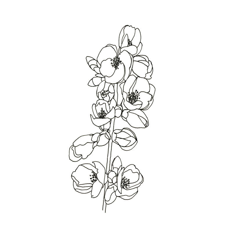 Quince Blossom Contour I, H 36 po x l 24 po x P 1,25 po