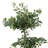 Artificial Ficus Tree In Pot