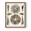 Spiral Shell Formation III, reproduction encadrée - bois massif-202973675-202973668