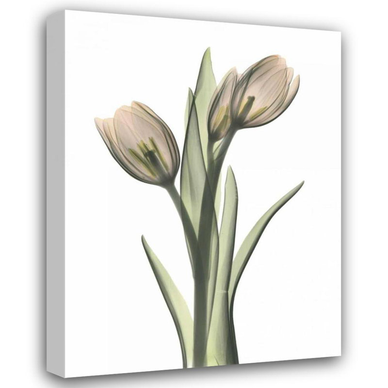 Art sur toile tendu Lark Manor ™, Koetsier, Albert, paire de tulipes en couleur, H 47 po x l 36 po