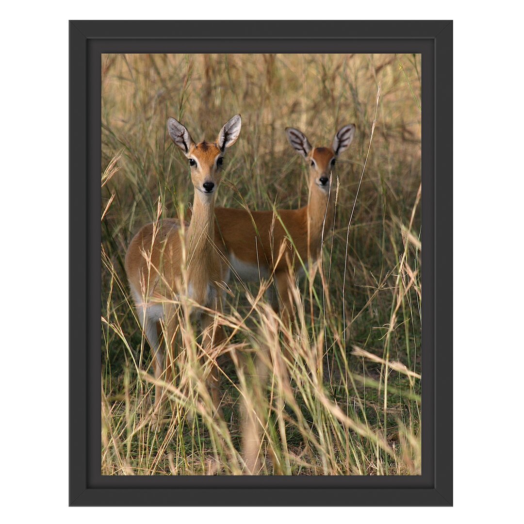 Gerahmtes Wandbild GazellenWildgras