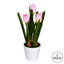 Arrangement floral de tulipes en pot