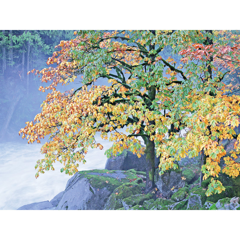 Autumn Maple Tree On River Bank Print by Bruce Heinemann, 25.25" H x 31.25" W